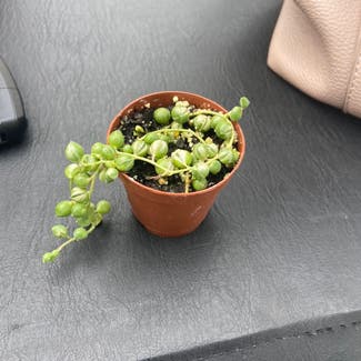 Variegated String of Pearls plant in Buffalo, New York