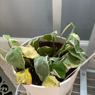 Pearls and Jade Pothos plant in Buffalo, New York