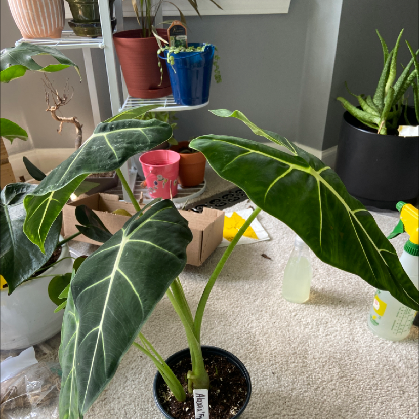 Photo of the plant species Alocasia 'Frydek' by @Mek4318 named Frydek on Greg, the plant care app