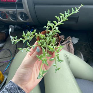 String of Dolphins plant in Buffalo, New York