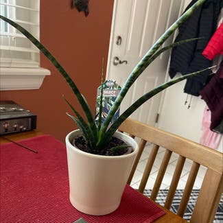 Cylindrical Snake Plant plant in Westminster, Colorado
