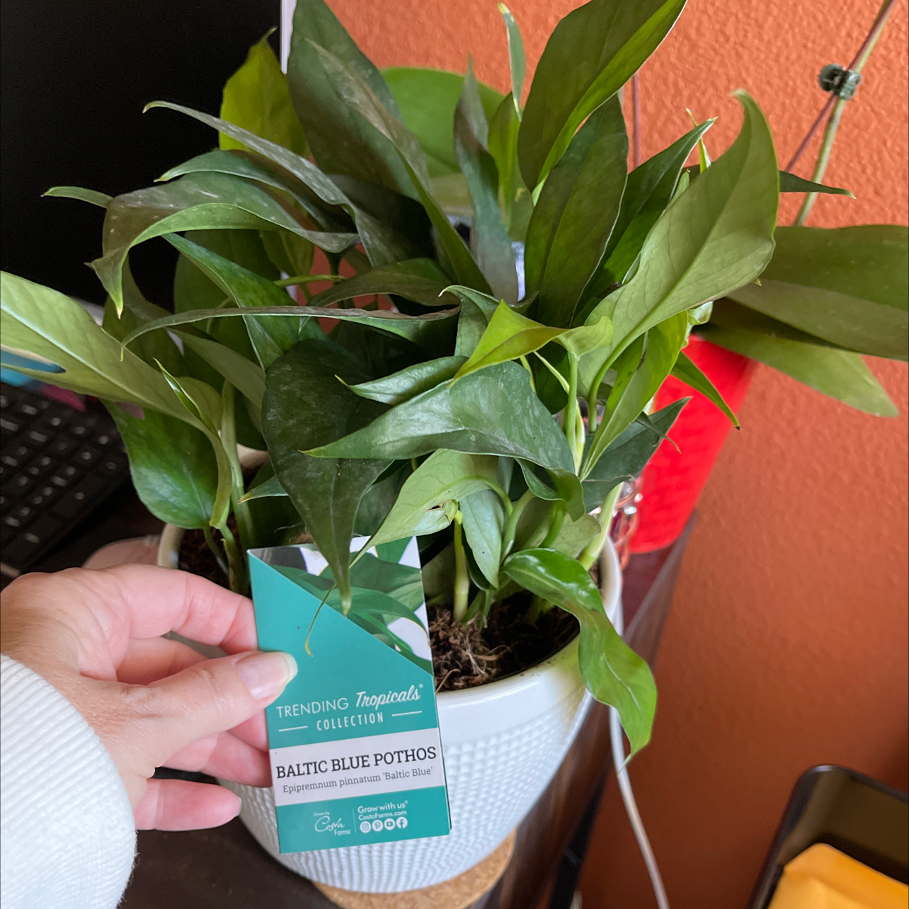 Baltic Blue Pothos plant in a white pot with a hand holding a label identifying the species.