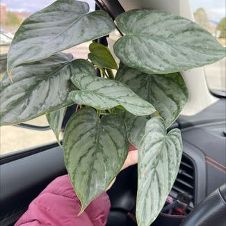 Philodendron Brasil plant in Westminster, Colorado