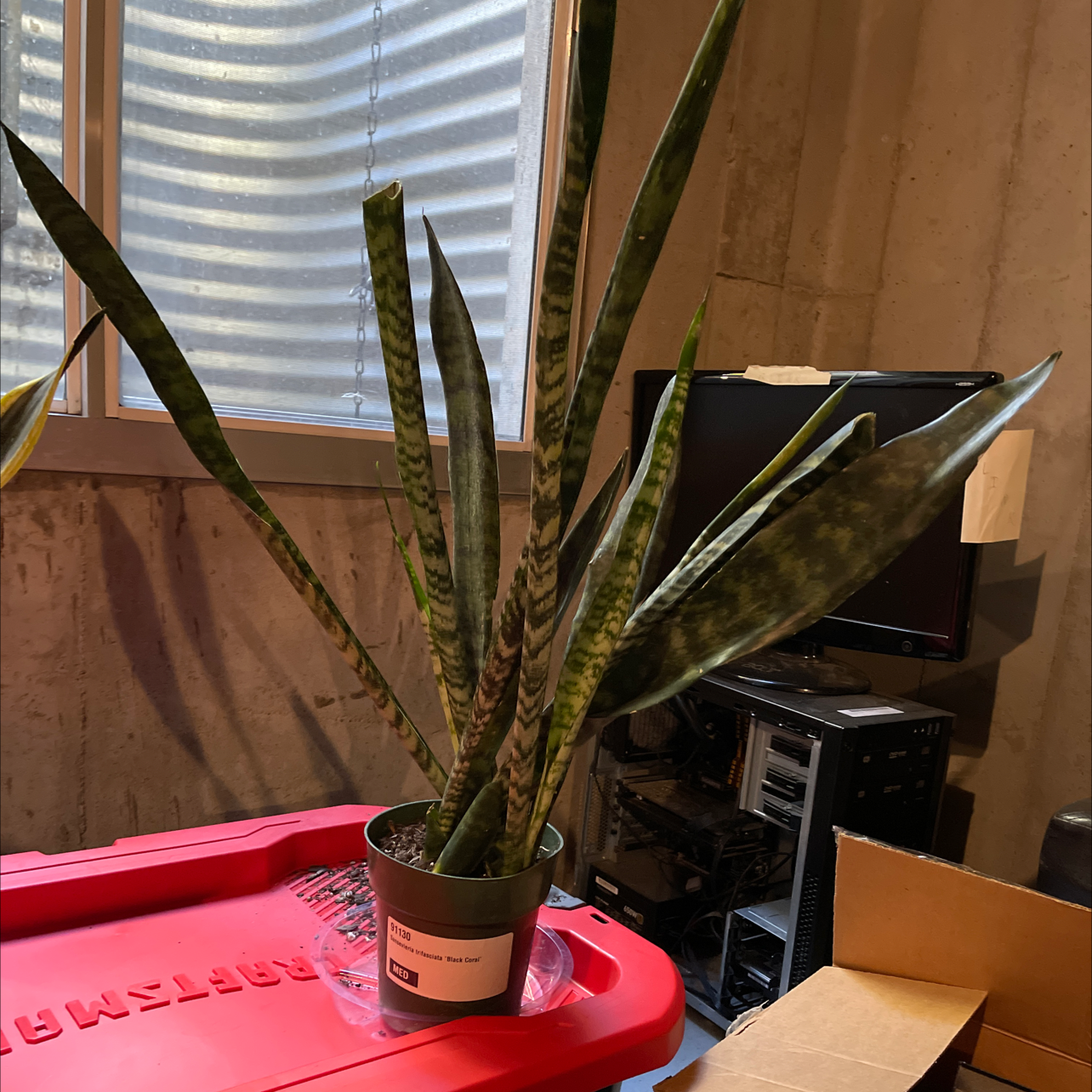 Black Coral Snake Plant in a pot on a red surface, with a window and electronic equipment in the background.