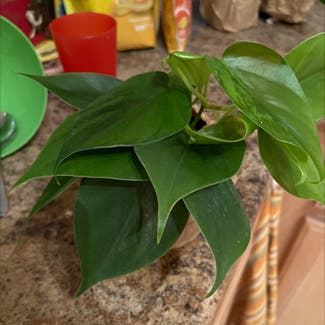Heartleaf Philodendron plant in Westminster, Colorado