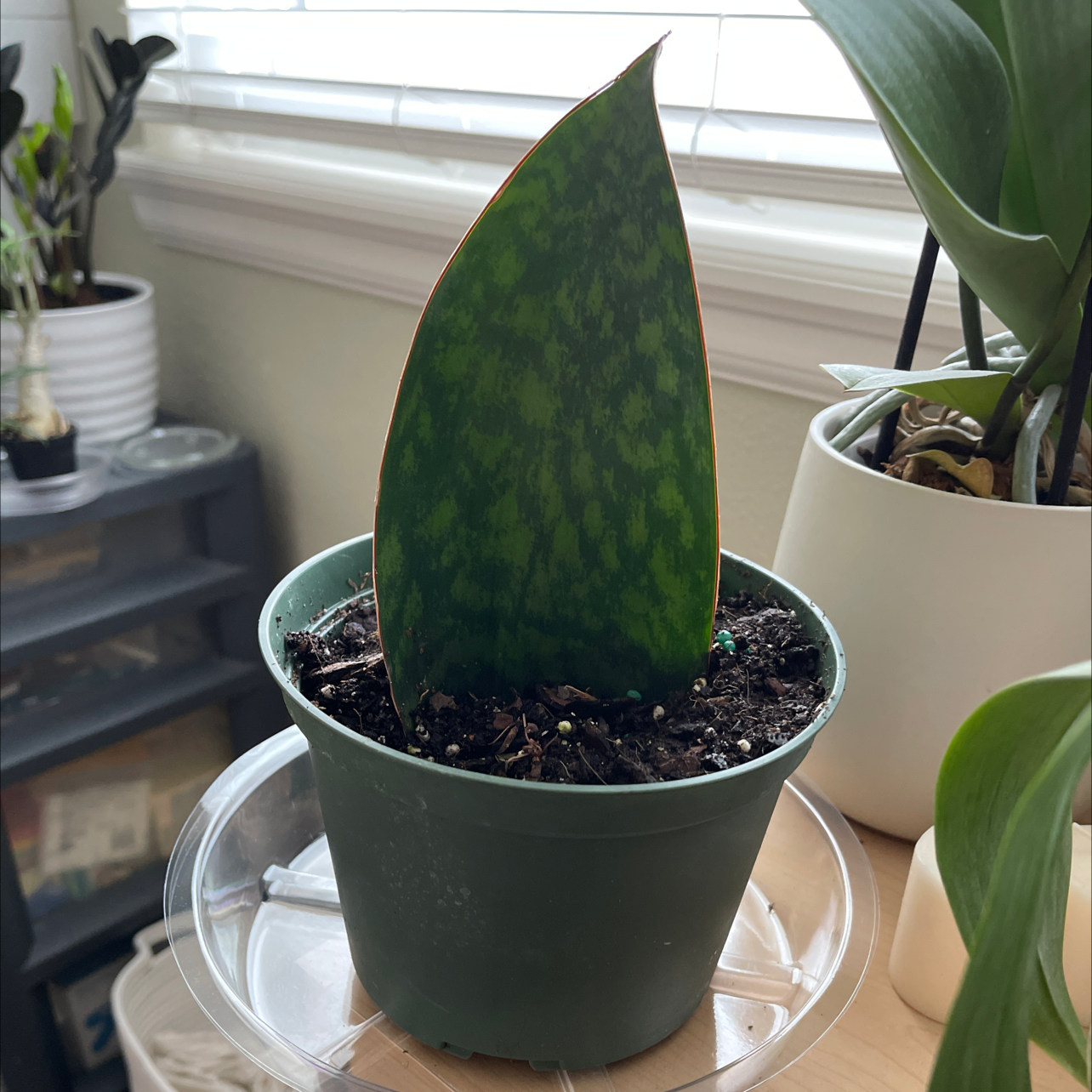 Whale Fin Snake Plant in a green pot with visible soil, well-framed and in focus.