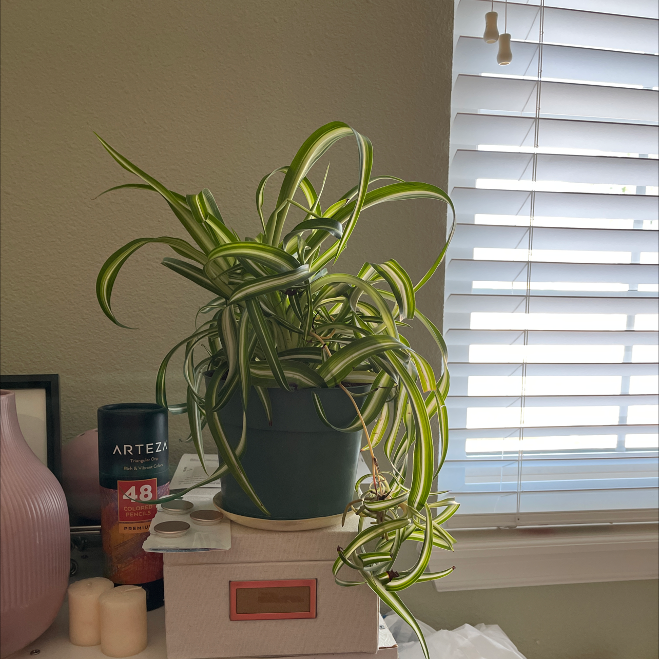 Curly Spider Plant in a pot near a window, appearing healthy with vibrant green leaves.