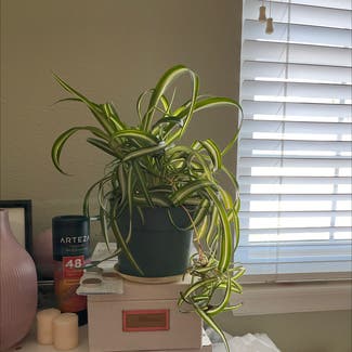 Curly Spider Plant plant in Westminster, Colorado