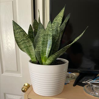 Snake Plant plant in Westminster, Colorado