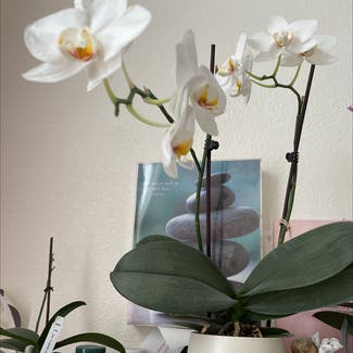 Phalaenopsis Orchid plant in Westminster, Colorado