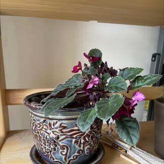 African Violet plant in Westminster, Colorado