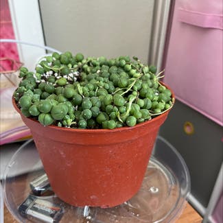 String of Pearls plant in Westminster, Colorado