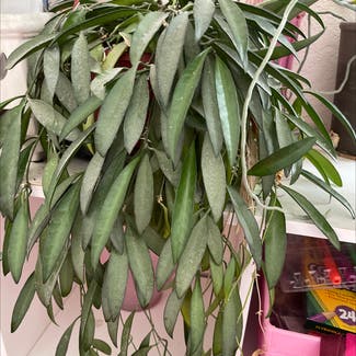 hoya wayeti plant in Westminster, Colorado