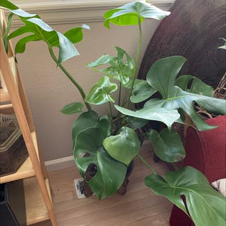 Monstera plant in Westminster, Colorado