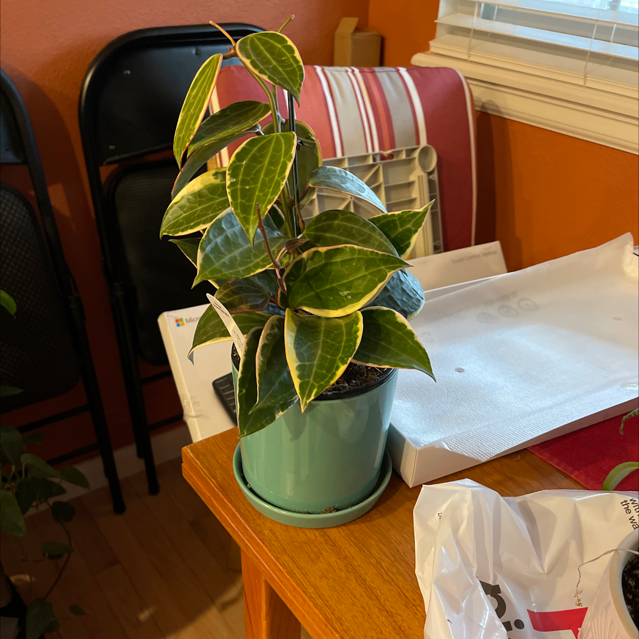 Hoya macrophylla plant in a pot on a table, with variegated leaves.