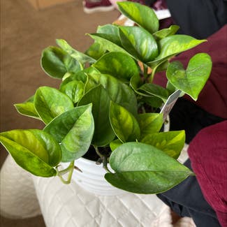 Global Green Pothos plant in Westminster, Colorado