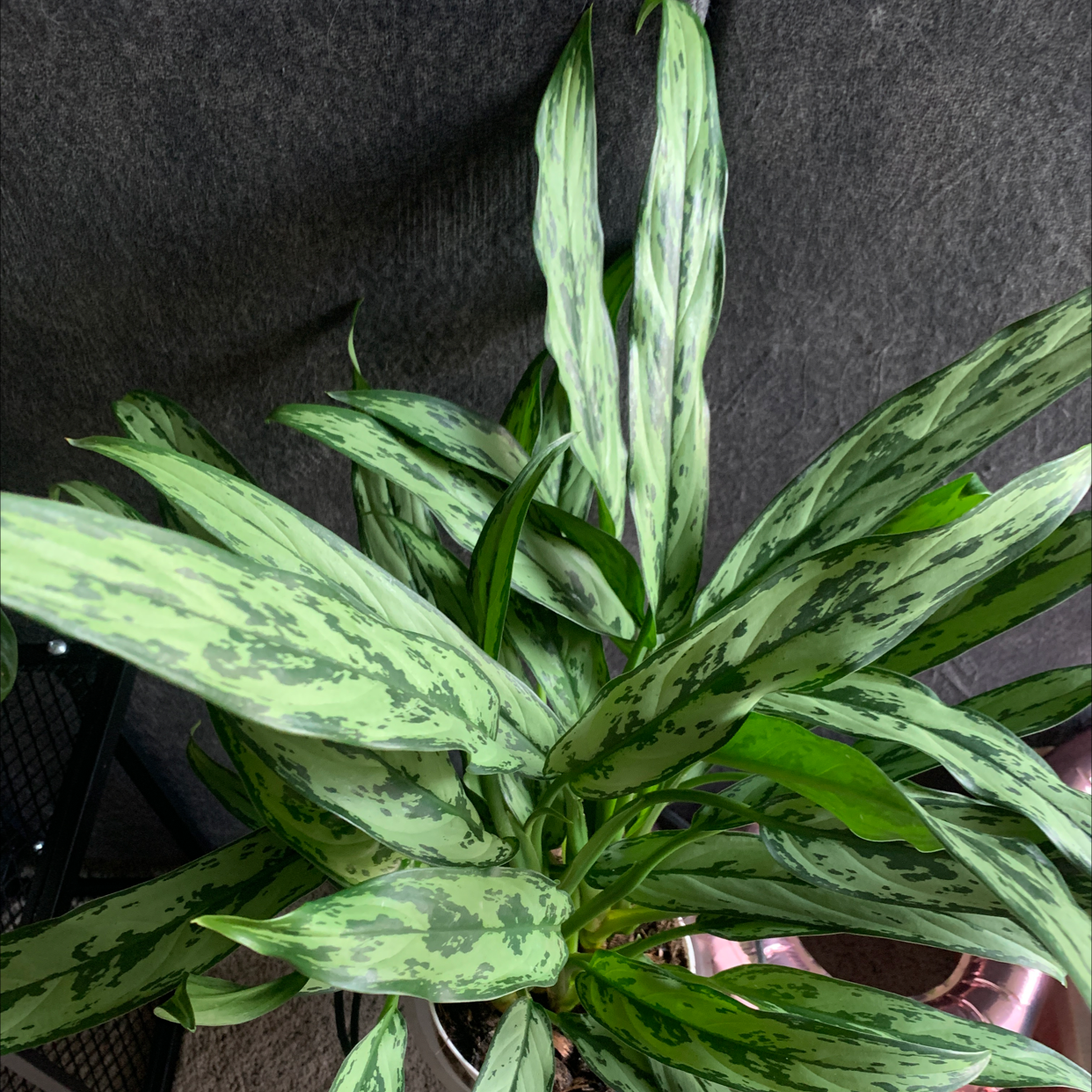 Aglaonema 'Cutlass' plant with green and silver variegated leaves.