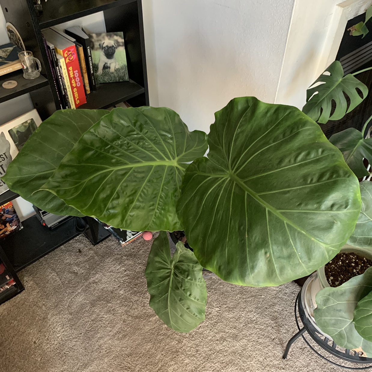 Photo of the plant species Alocasia 'Imperial Red' by @kazalnire named Biggie on Greg, the plant care app
