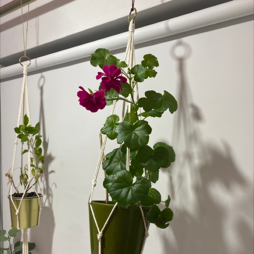 Hanging Ivy Geranium plant with green leaves and pink flowers.