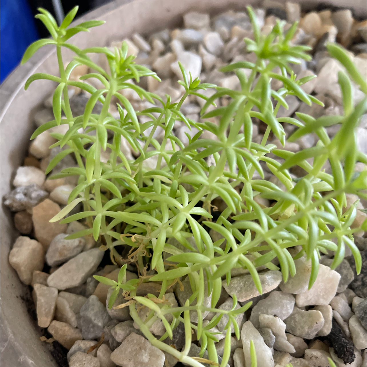 Healthy moss rose purslane plant with bright green succulent leaves, growing in decorative stones.