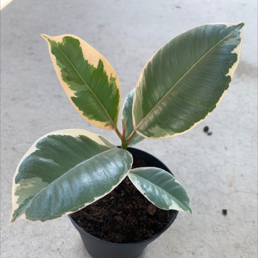 Rubber Plant plant photo by @Dwanga named Patroclus on Greg, the plant care app.