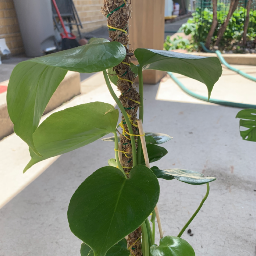 Dwarf Monstera Deliciosa plant photo by @Dwanga named Achilles on Greg, the plant care app.