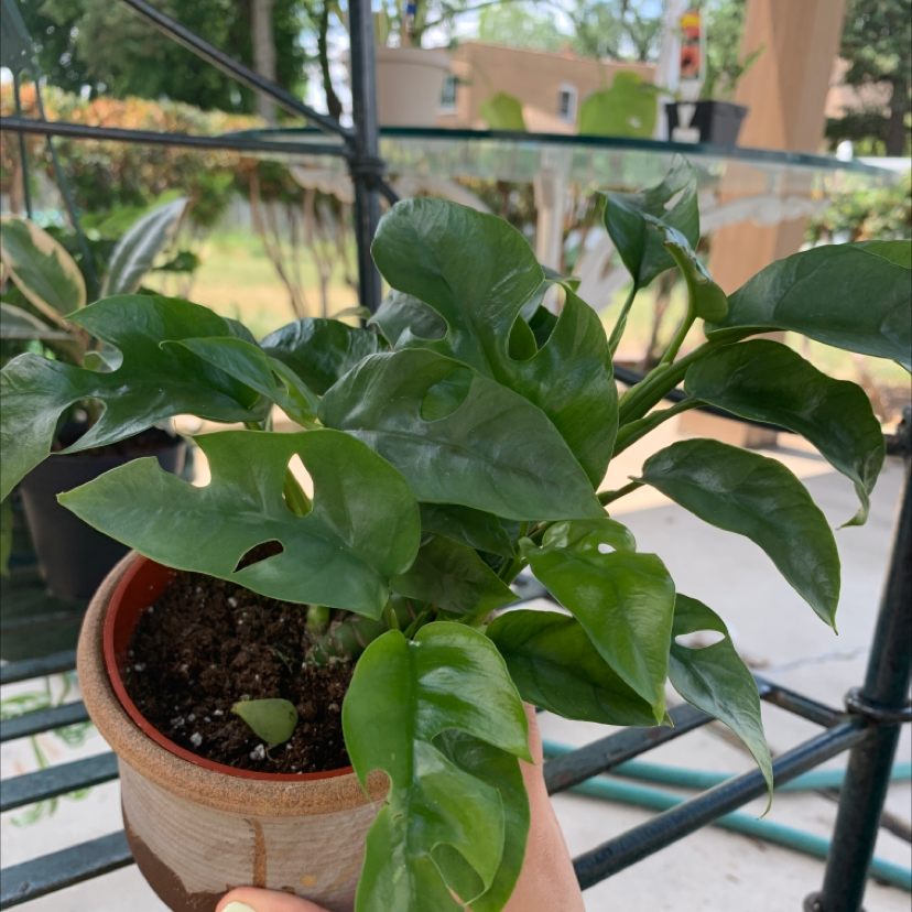 Mini Monstera plant photo by @Dwanga named Stera on Greg, the plant care app.