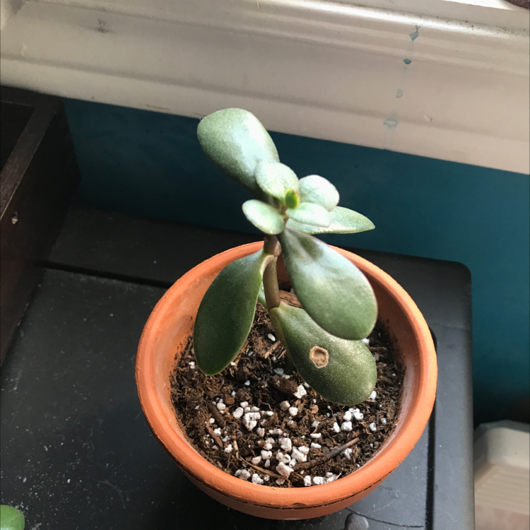 Lucky Plant plant photo by @J_hawco named Marry jane on Greg, the plant care app.
