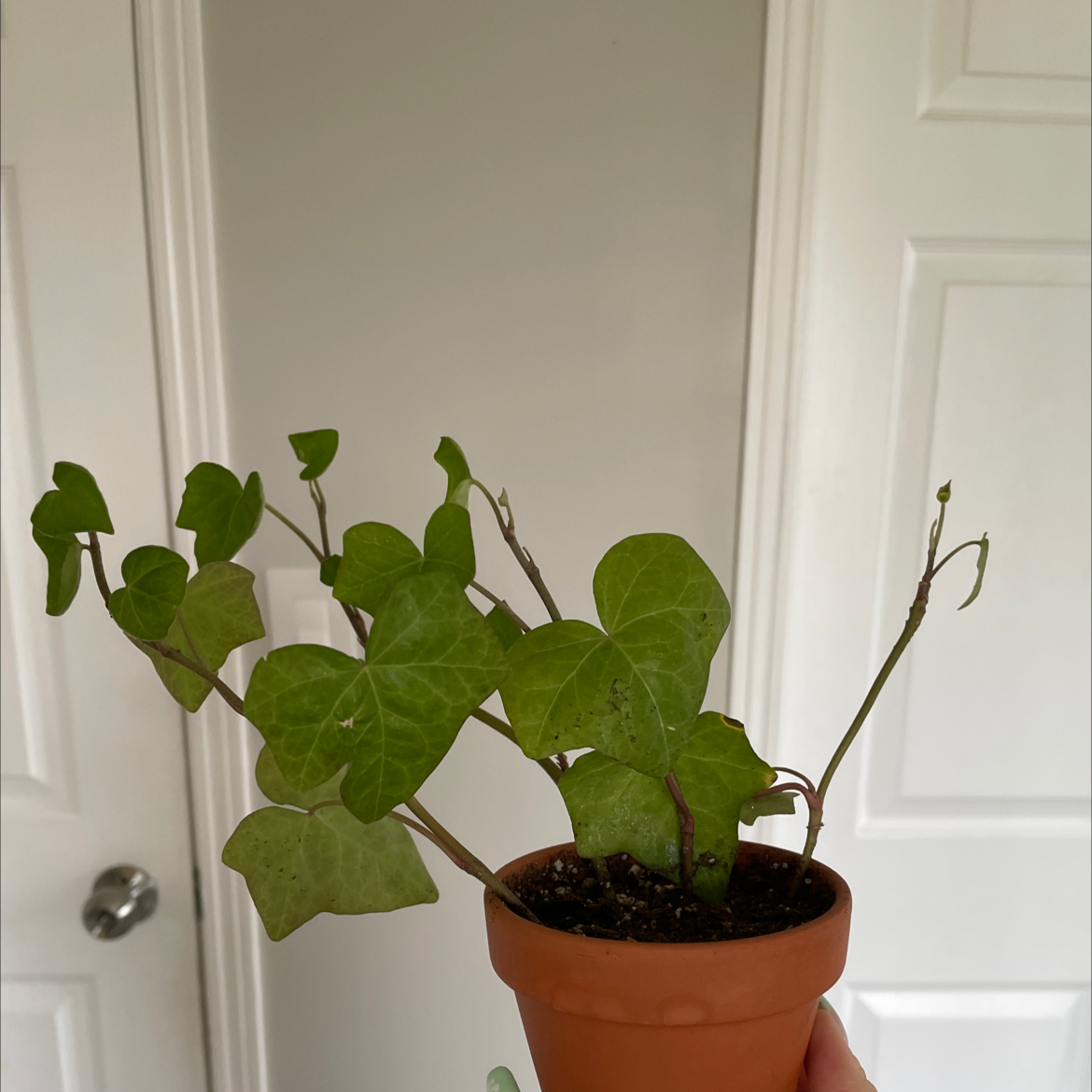 English Ivy plant photo by @miabakija named english ivy on Greg, the plant care app.