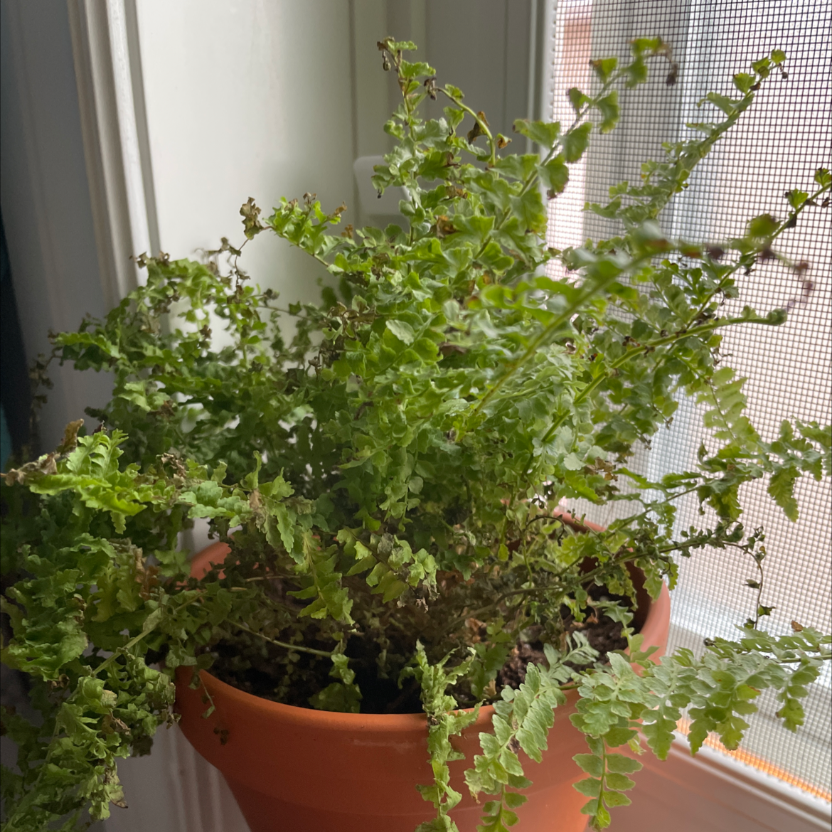 Boston Fern plant photo by @miabakija named boston fern on Greg, the plant care app.