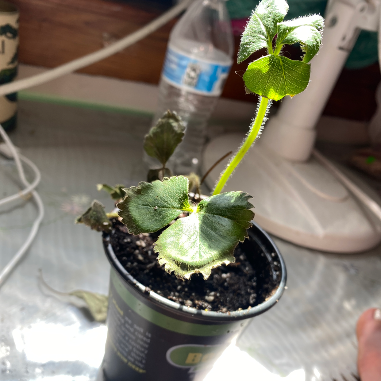 Strawberry plant in a pot with some discolored and wilting leaves.
