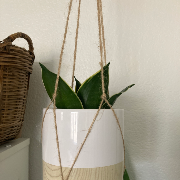 Photo of the plant species Black Star Snake Plant by @jenniee named Snake Plant on Greg, the plant care app