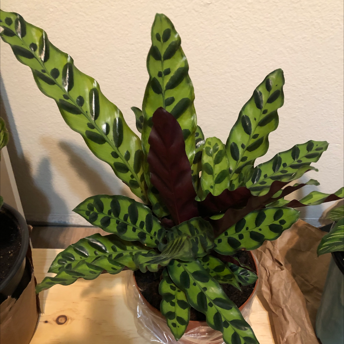 Rattlesnake Plant (Calathea lancifolia) with vibrant green leaves and dark spots.