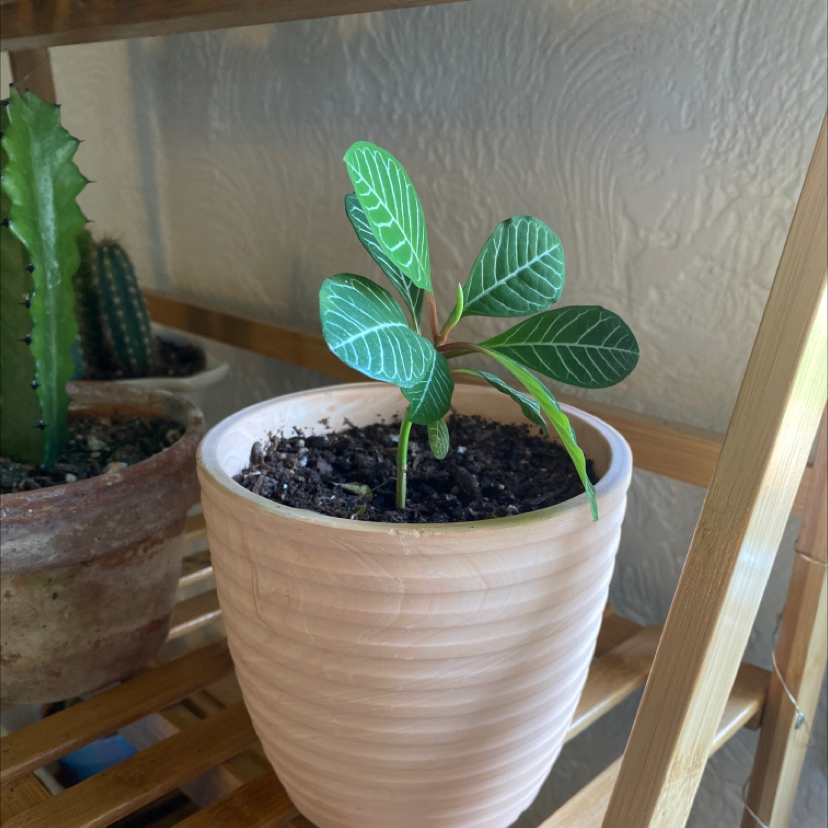 Madagascar Jewel plant in a pot on a wooden shelf, with another plant in the background.