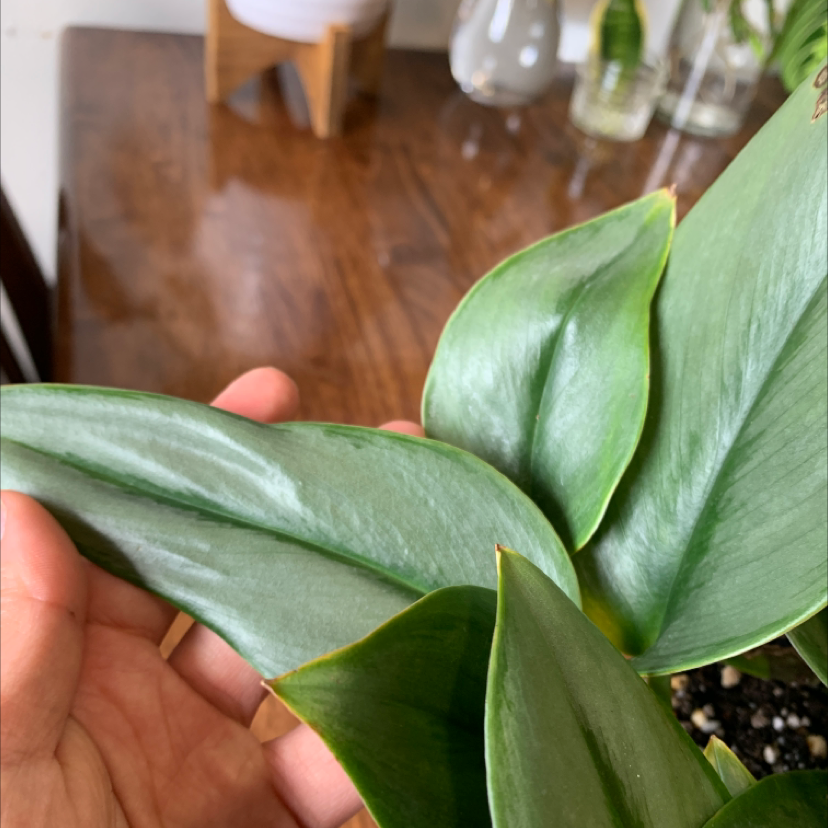 Close-up of a Silver Leaf Philodendron with healthy leaves, held by a hand.
