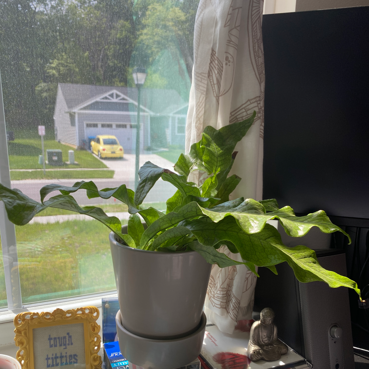 Crocodile Fern in a white pot on a windowsill with a view of a house and car outside.