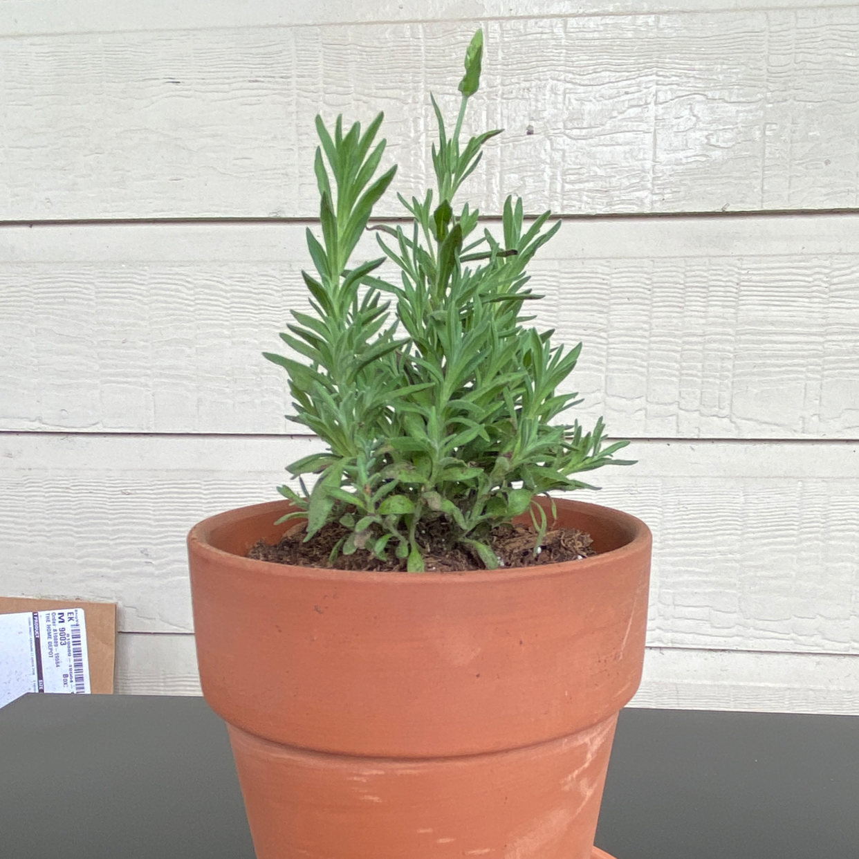 English Lavender plant photo by @vanwoes named Casia on Greg, the plant care app.