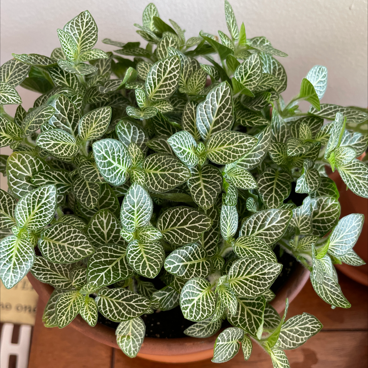 Photo of the plant species Nerve Plant by @rachelheld named Pax on Greg, the plant care app