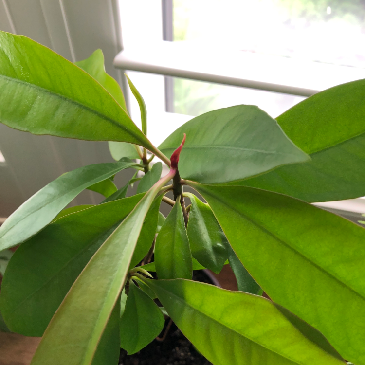 Shoebutton plant with elongated green leaves, well-framed and centered.