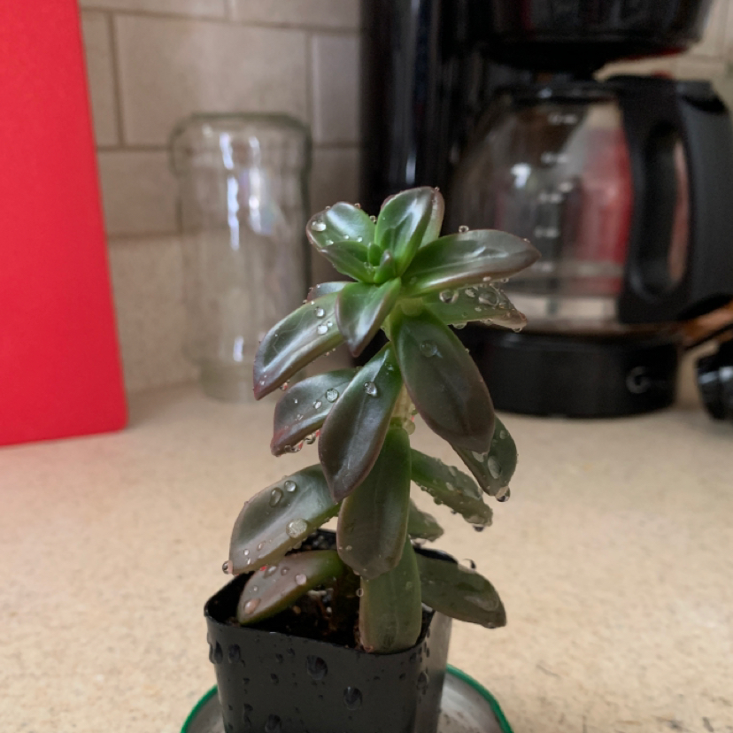 Lucky Plant plant photo by @elisabethj named Reina on Greg, the plant care app.