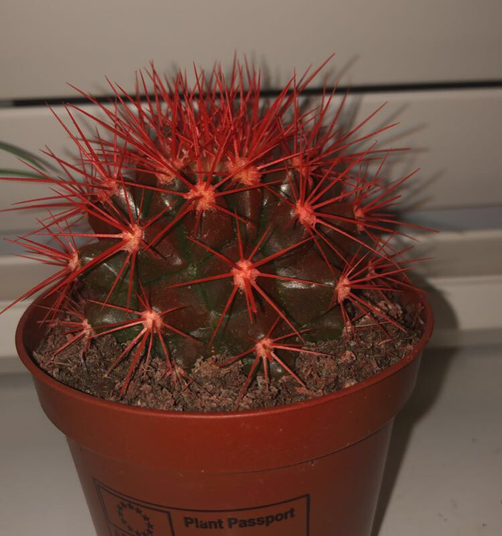 Arizona Rainbow Cactus with vibrant red spines in a small pot.