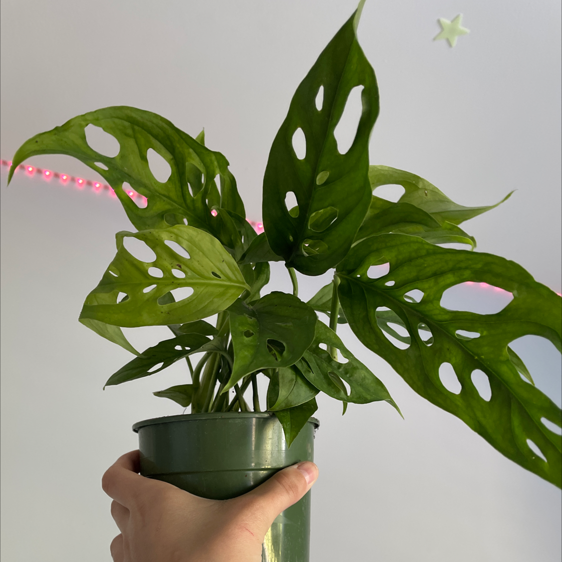 Swiss Cheese Vine plant photo by @XArianaX named Swiss cheez on Greg, the plant care app.