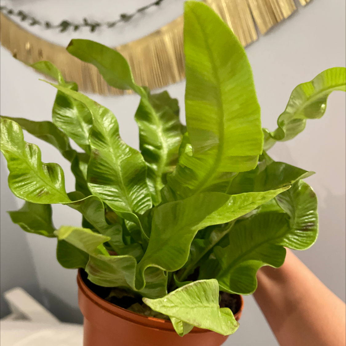 Japanese Bird's Nest Fern plant photo by @XArianaX named Krispy on Greg, the plant care app.