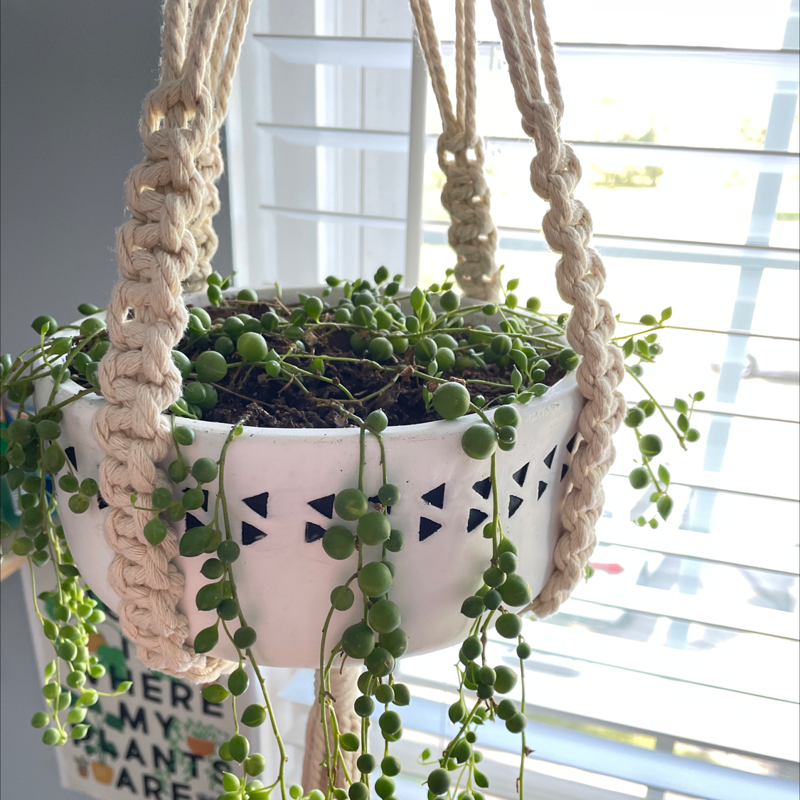String of Pearls plant photo by @XArianaX named Perla on Greg, the plant care app.