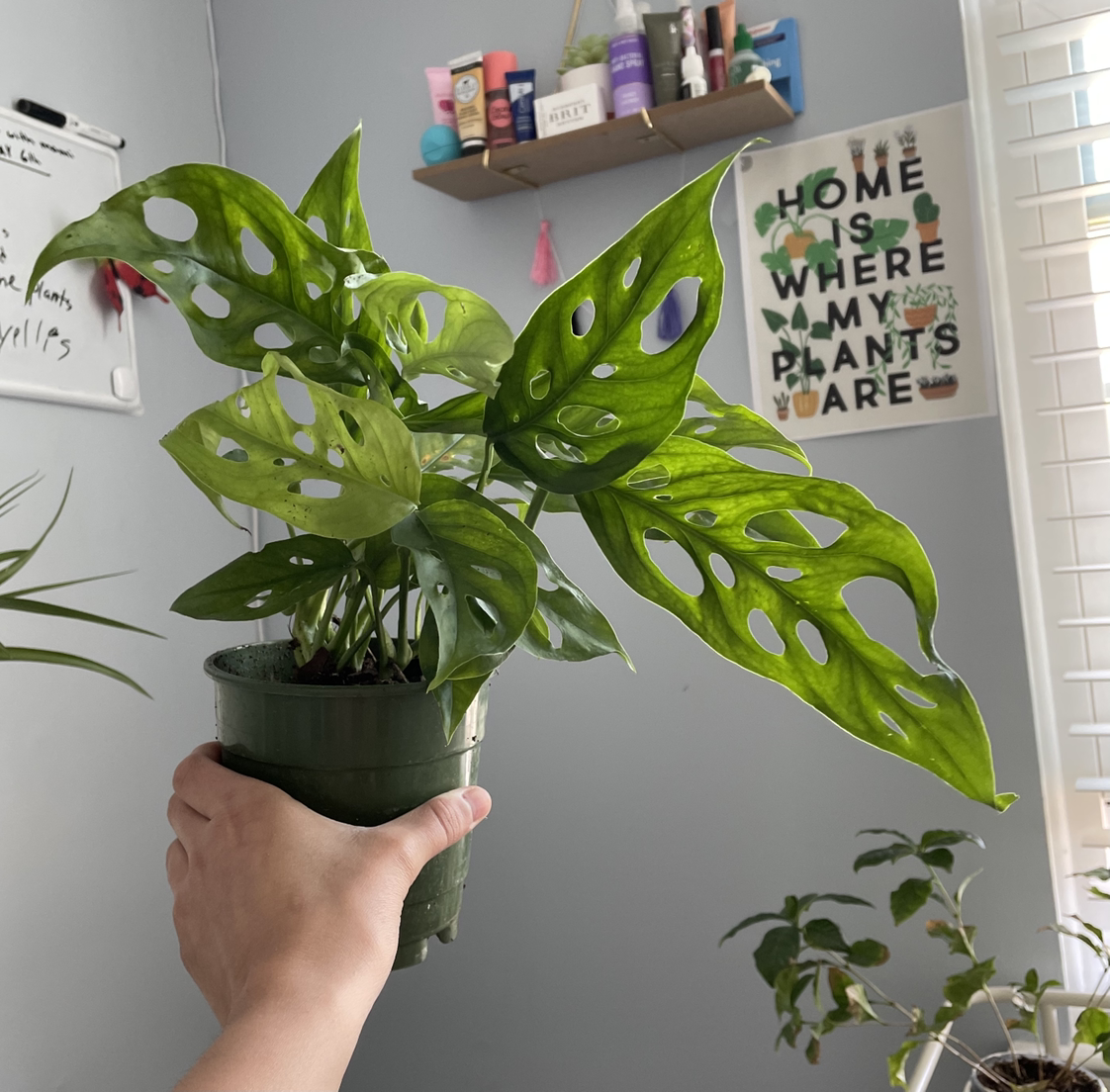 Window Leaf plant photo by @XArianaX named Swiss cheese￼ on Greg, the plant care app.