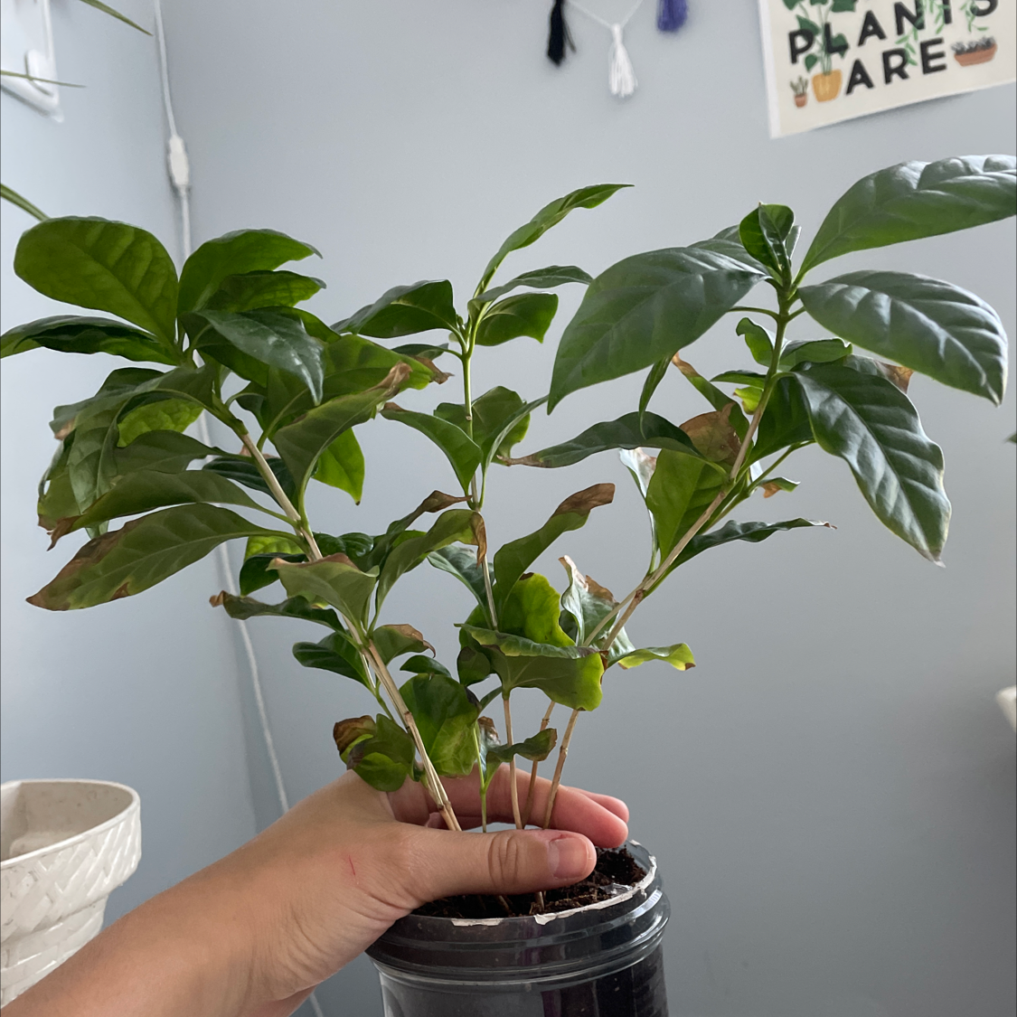 Arabian Coffee Plant plant photo by @XArianaX named ☕️Coffee planty 🌿 on Greg, the plant care app.