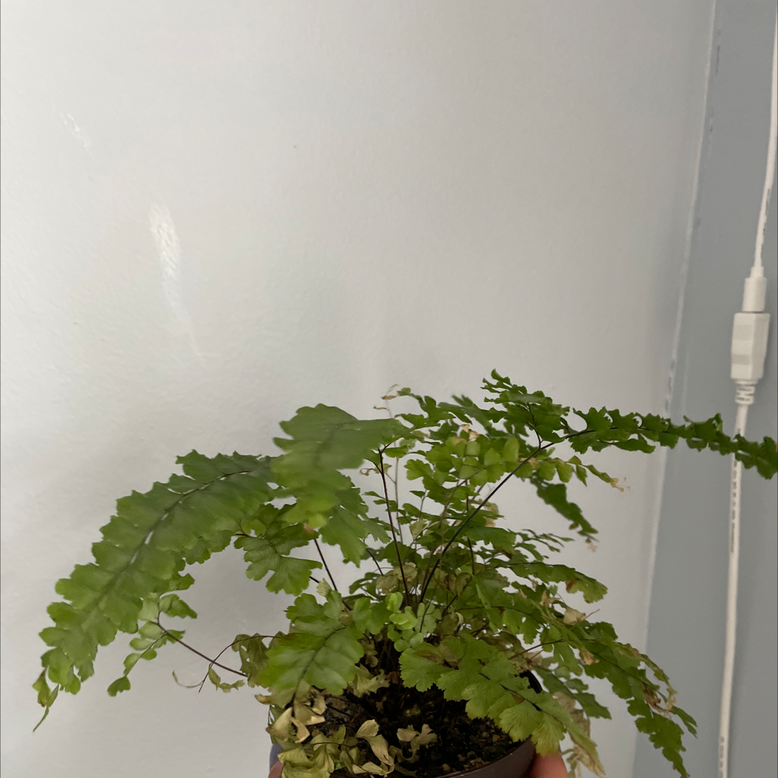 Pacific Maidenhair Fern with some yellowing and browning fronds in a pot.