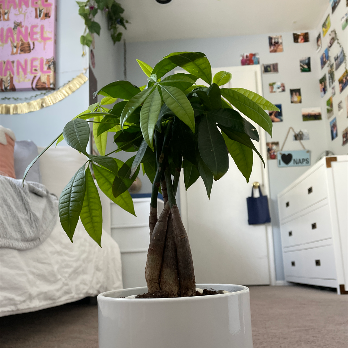 Money Tree plant photo by @XArianaX named Twisty on Greg, the plant care app.