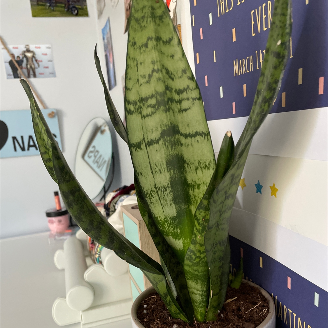 Snake Plant plant photo by @XArianaX named 🪴Snakey🐍 on Greg, the plant care app.