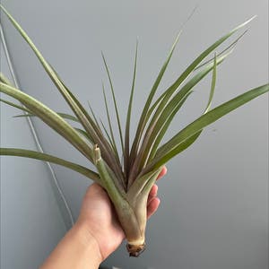 Fishbone Air Plant plant photo by @XArianaX named Nodirt on Greg, the plant care app.
